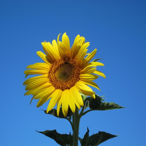 Fleur de tournesol